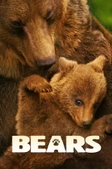 Bears - Ayılar