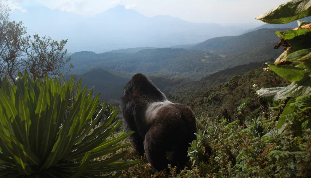 David Attenborough: Bir Goril Hikâyesi izle