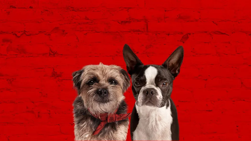 Kulağı Kesikler izle